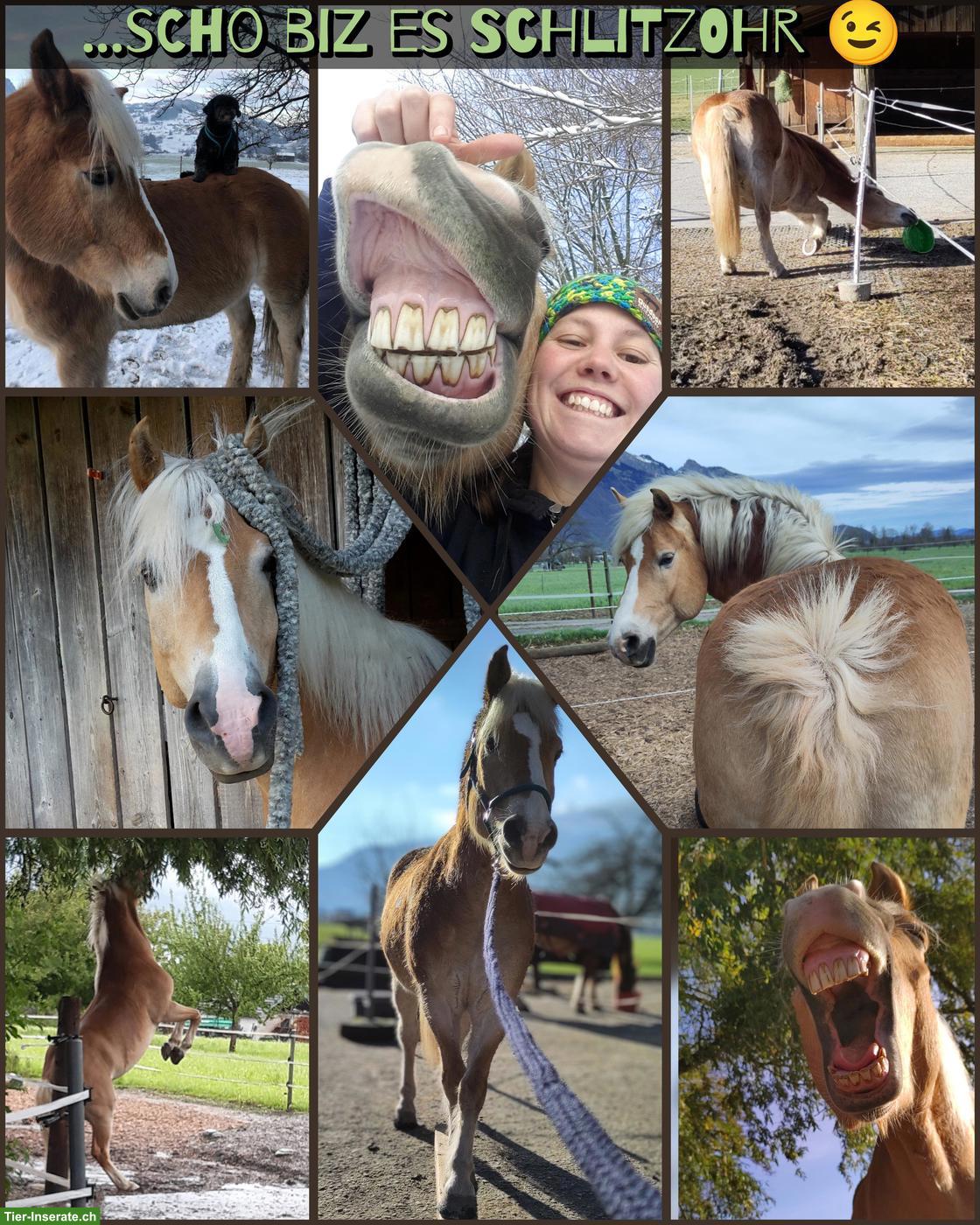 Bild 8: Haflinger Wallach sucht neues Zuhause