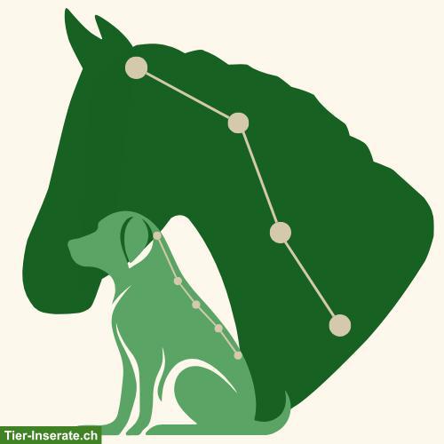 Manuelle Therapie und Chiropraktik - Pferde, Gross- & Kleintiere