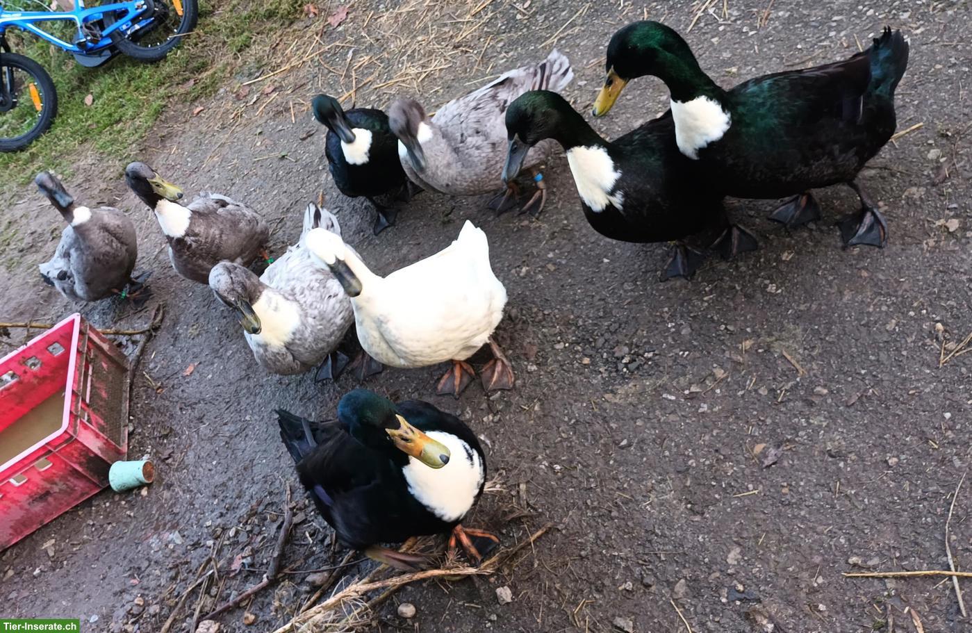 Bruteier Pommernenten blau & schwarz