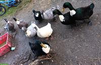 Bruteier Pommernenten blau & schwarz