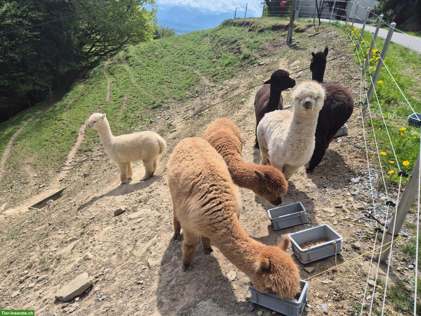 6 gesunde Alpaka Stuten, Top Preis