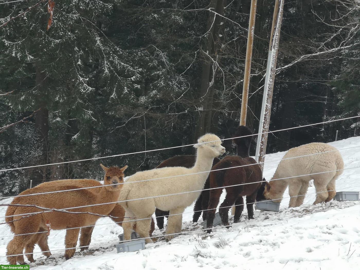 Bild 2: 6 gesunde Alpaka Stuten, Top Preis