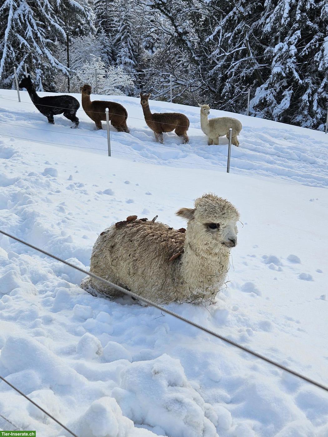 Bild 3: 6 gesunde Alpaka Stuten, Top Preis