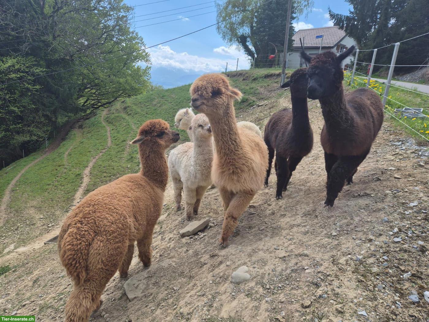 Bild 4: 6 gesunde Alpaka Stuten, Top Preis