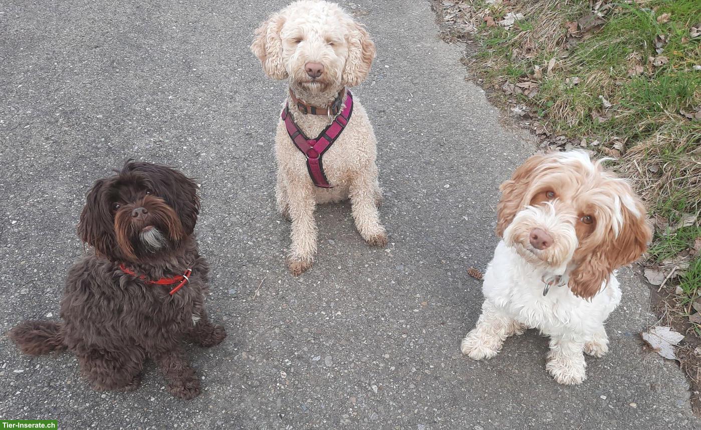 Seniorin bietet Tagespflegeplatz für kleine - mittelgrosse Hunde