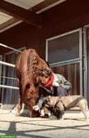 Reitbeteiligung für Quarter Horse (Reining) in Bischofszell SG