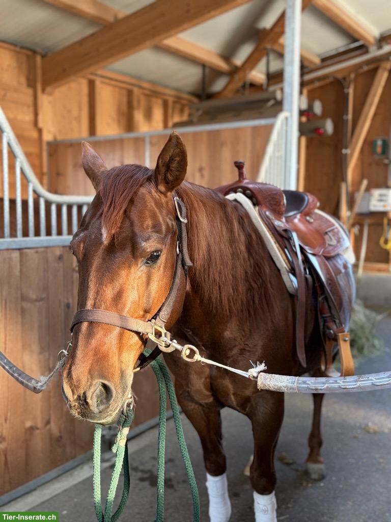 Bild 2: Reitbeteiligung für Quarter Horse (Reining) in Bischofszell SG