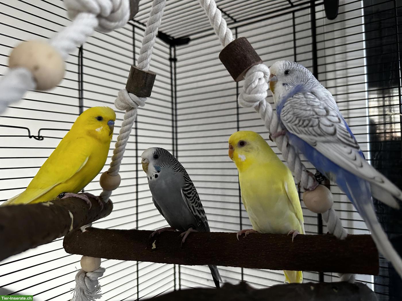 6 Wellensittiche mit allem Zubehör