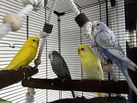 6 Wellensittiche mit allem Zubehör