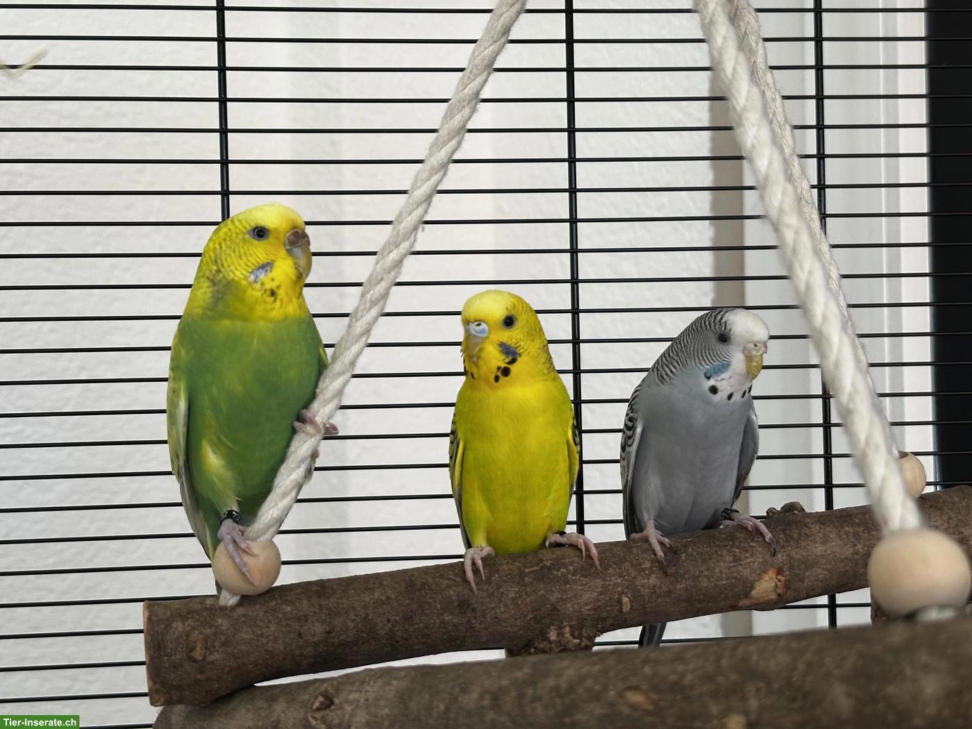 Bild 2: 6 Wellensittiche mit allem Zubehör