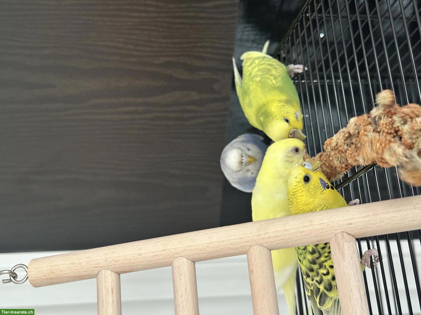 Bild 3: 6 Wellensittiche mit allem Zubehör