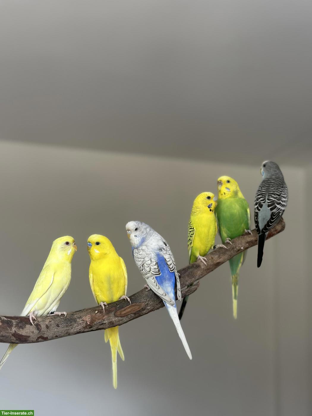 Bild 4: 6 Wellensittiche mit allem Zubehör