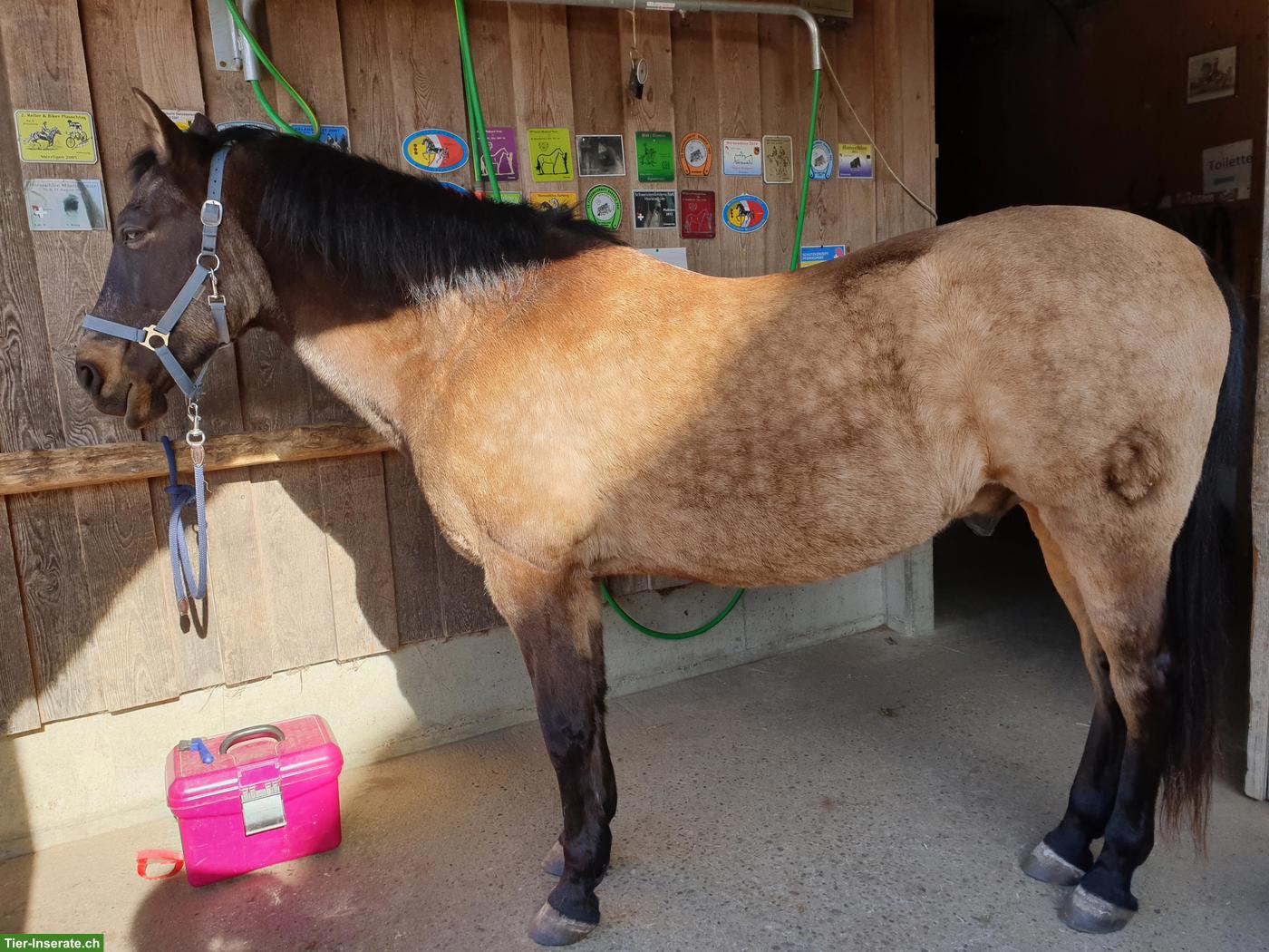 Falbe PRE-Wallach, wunderschöner Farbwechsler