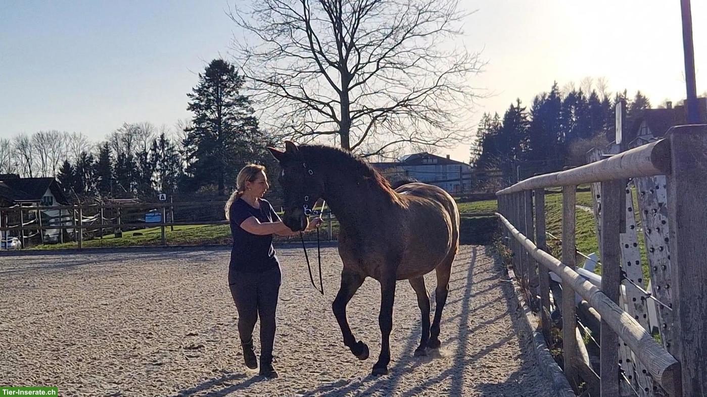 Bild 10: Falbe PRE-Wallach, wunderschöner Farbwechsler