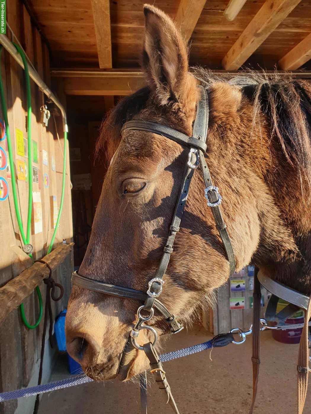 Bild 2: Falbe PRE-Wallach, wunderschöner Farbwechsler