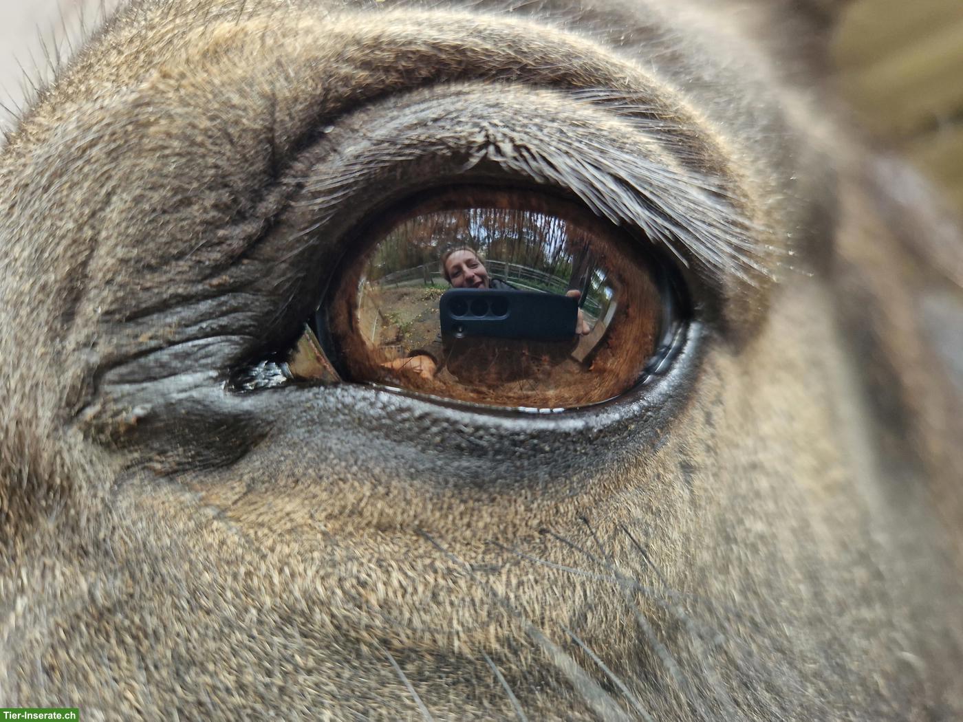 Bild 3: Falbe PRE-Wallach, wunderschöner Farbwechsler