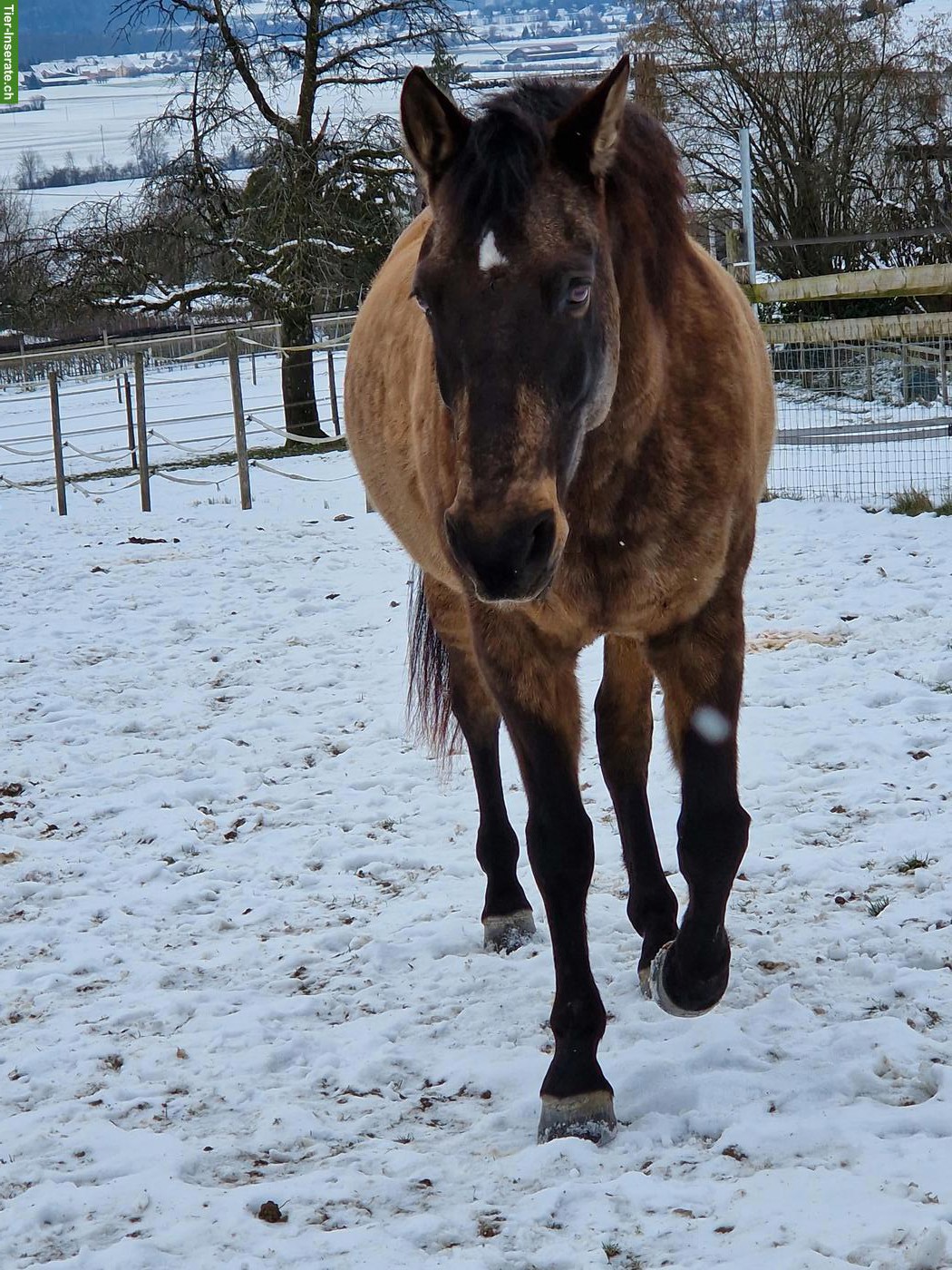 Bild 4: Falbe PRE-Wallach, wunderschöner Farbwechsler