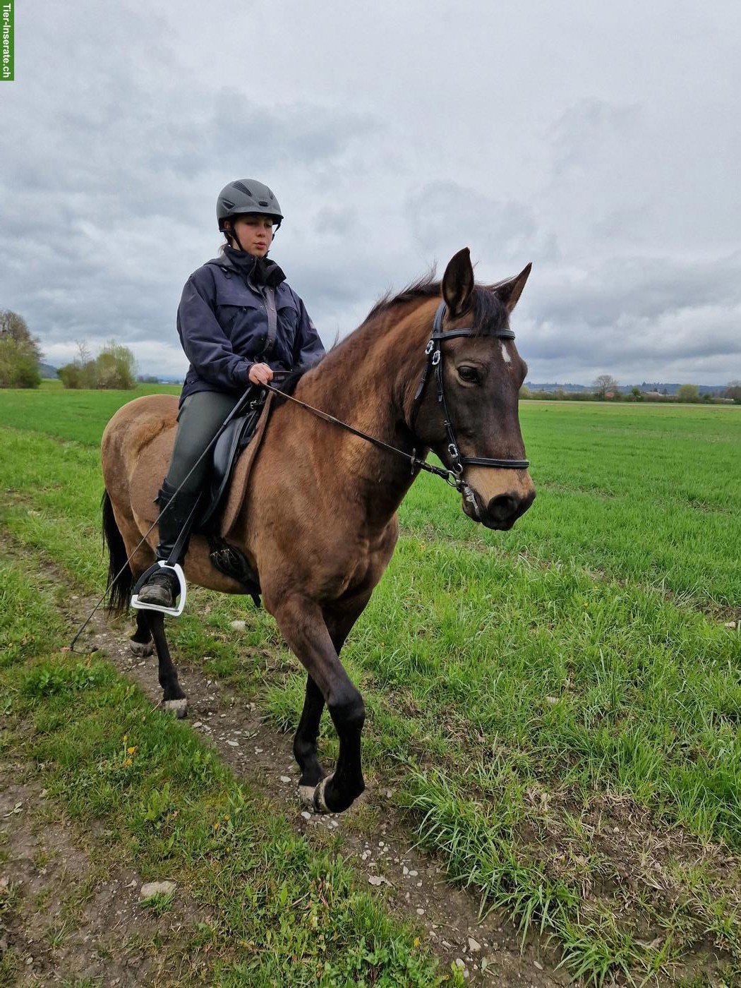 Bild 5: Falbe PRE-Wallach, wunderschöner Farbwechsler