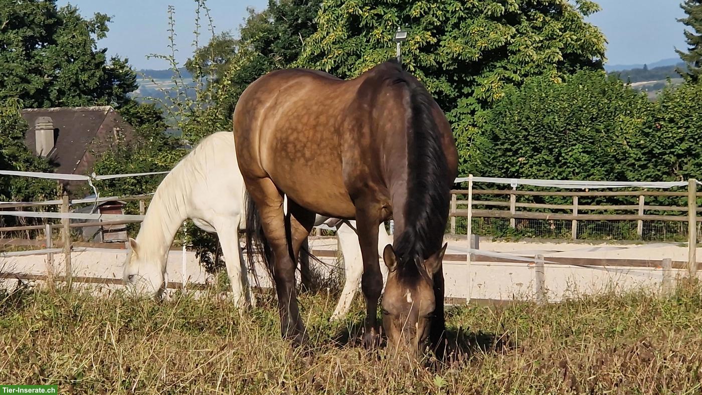 Bild 6: Falbe PRE-Wallach, wunderschöner Farbwechsler
