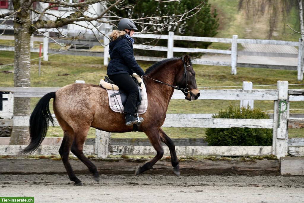 Bild 7: Falbe PRE-Wallach, wunderschöner Farbwechsler