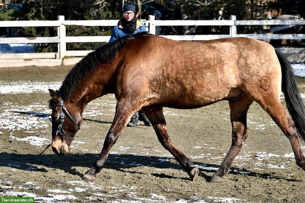 Bild 8: Falbe PRE-Wallach, wunderschöner Farbwechsler