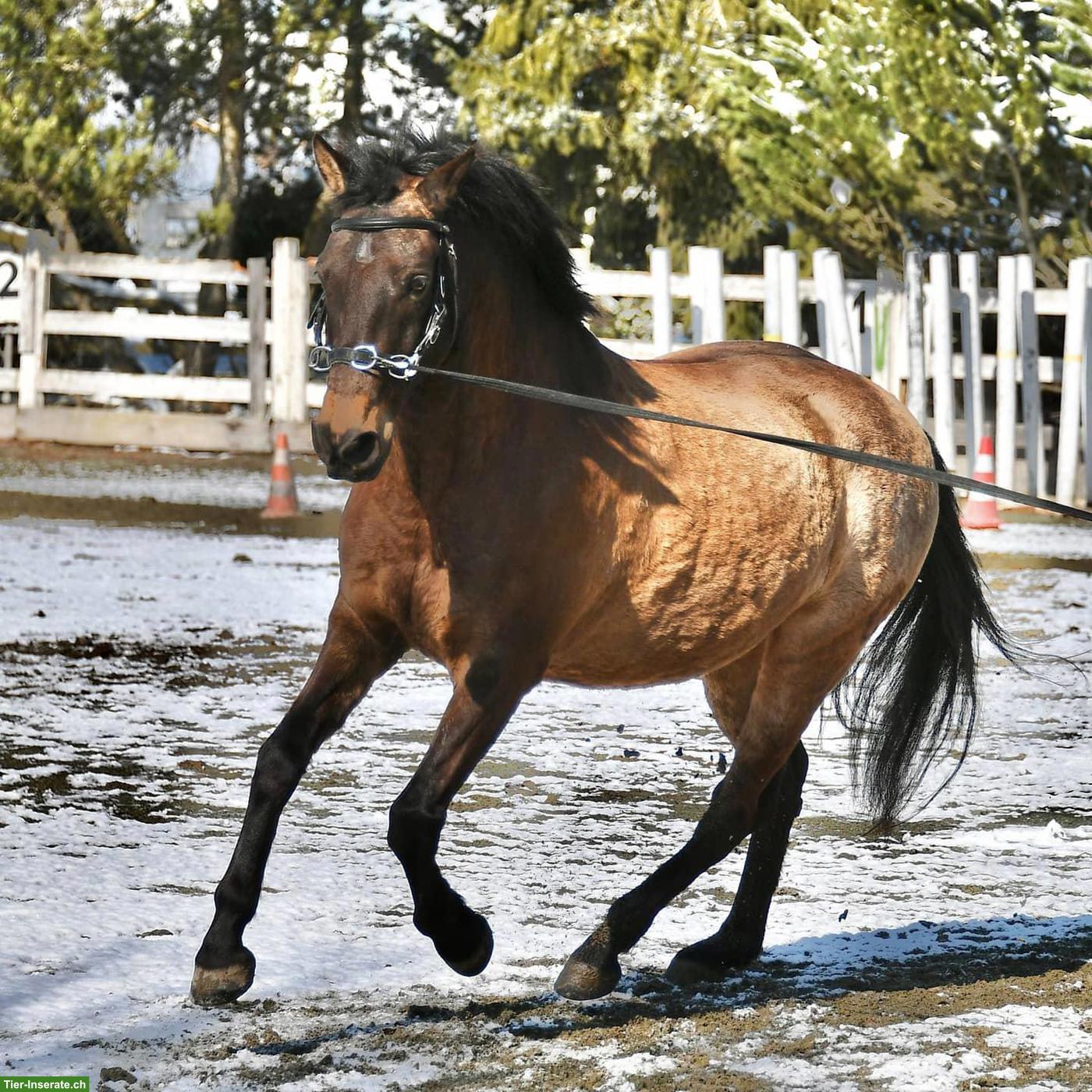 Bild 9: Falbe PRE-Wallach, wunderschöner Farbwechsler