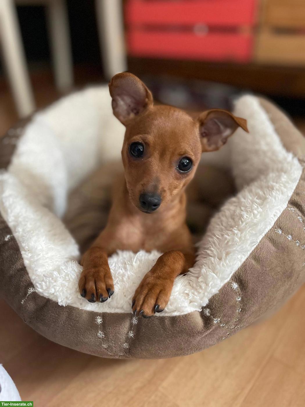 Zwergpincher Welpen, Hündin