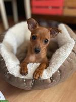 Zwergpincher Welpen, Hündin