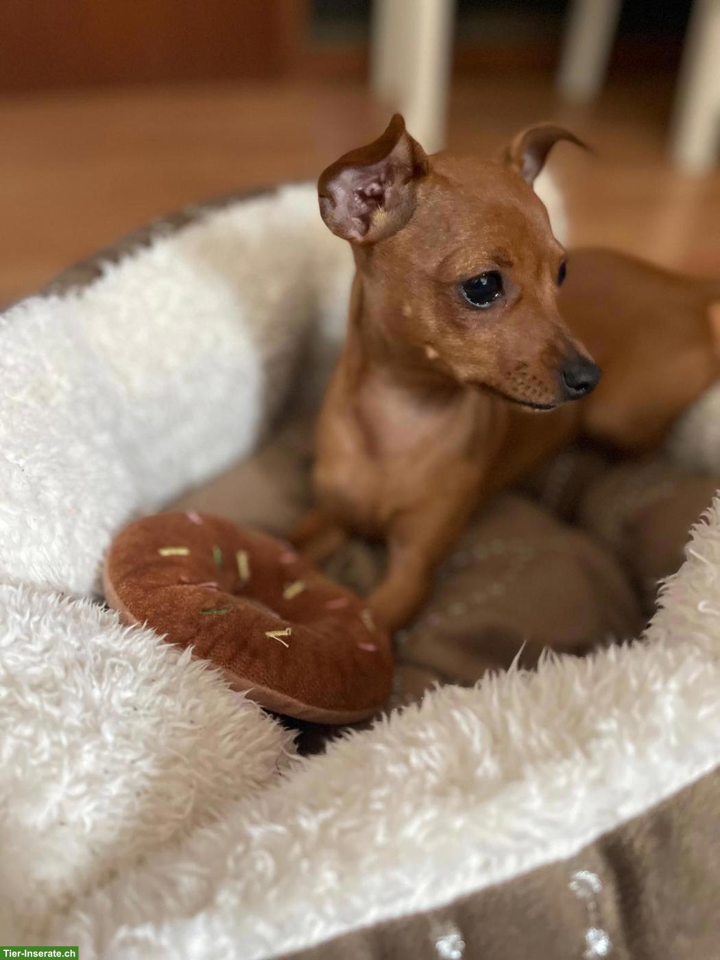 Bild 2: Zwergpincher Welpen, Hündin
