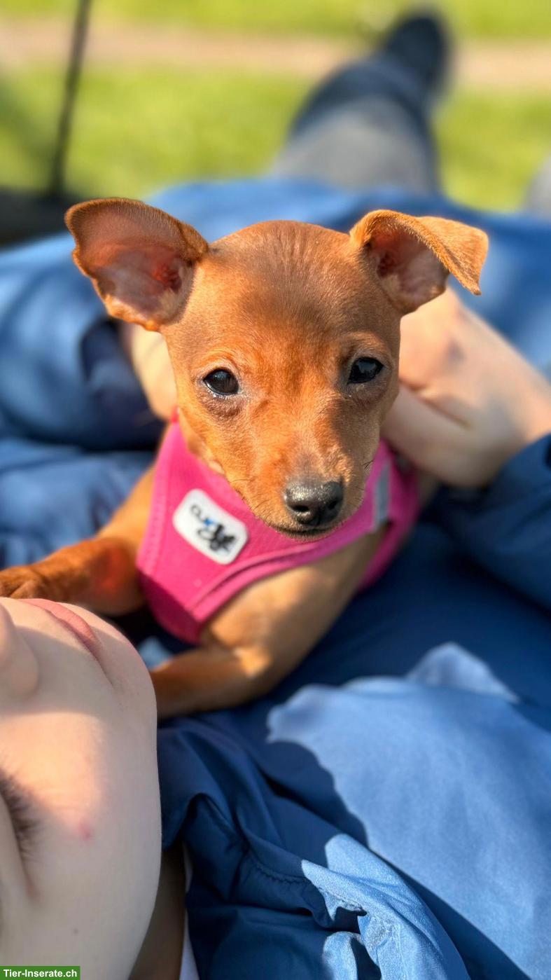 Bild 3: Zwergpincher Welpen, Hündin