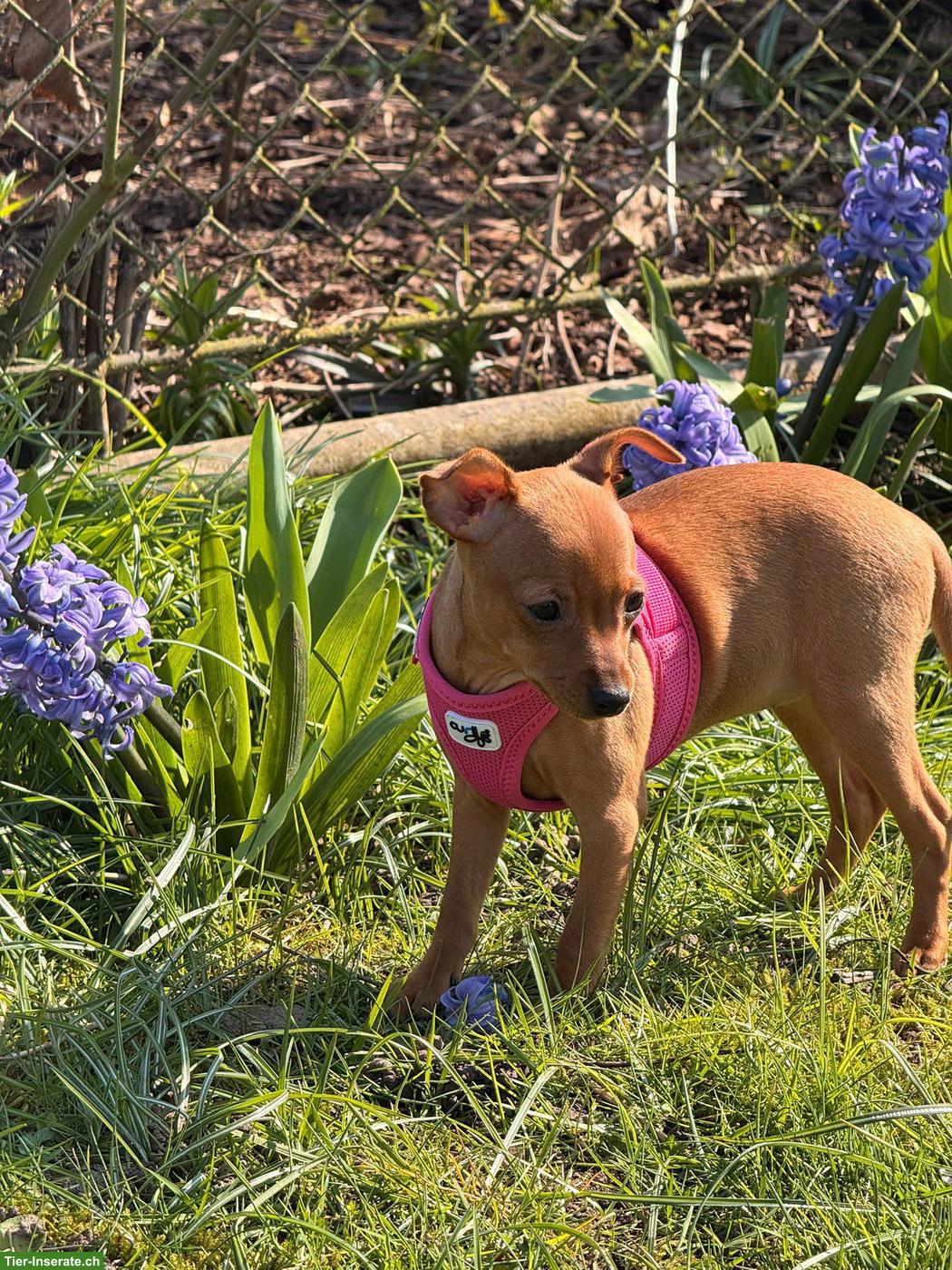 Bild 4: Zwergpincher Welpen, Hündin