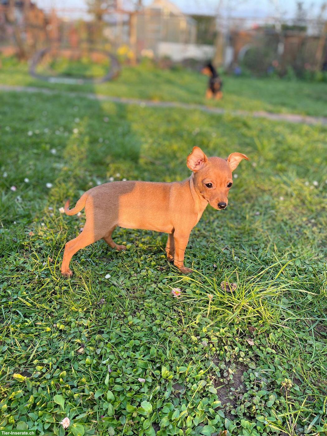 Bild 5: Zwergpincher Welpen, Hündin