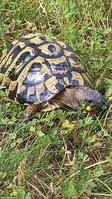 Griechische Landschildkröten gratis abzugeben