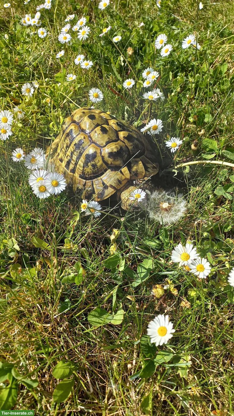 Bild 2: Griechische Landschildkröten gratis abzugeben