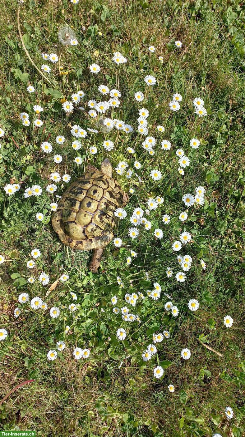 Bild 3: Griechische Landschildkröten gratis abzugeben