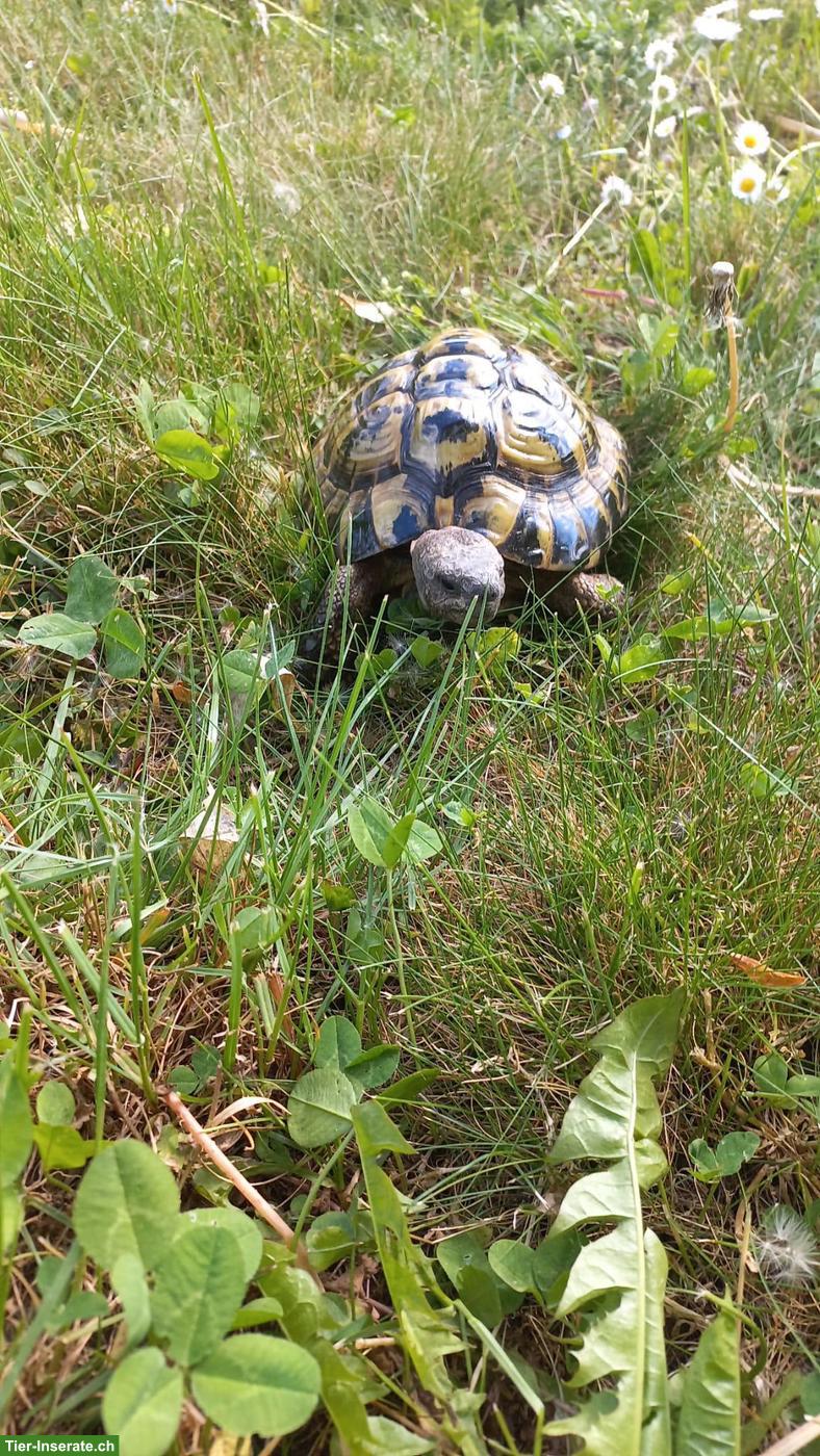 Bild 4: Griechische Landschildkröten gratis abzugeben