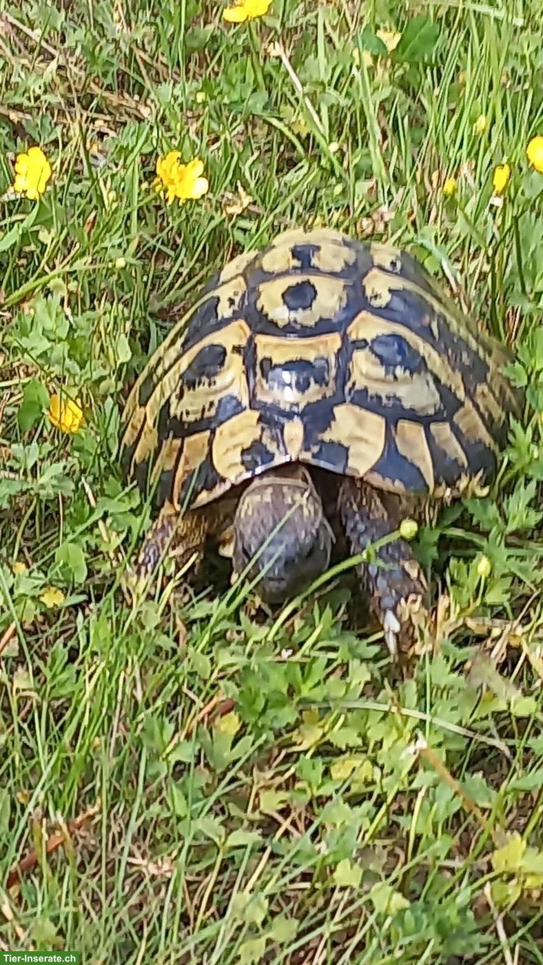 Bild 5: Griechische Landschildkröten gratis abzugeben