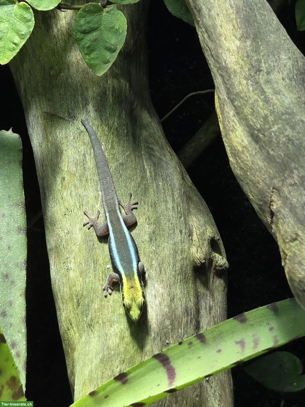Junger Phelsuma klemmeri, weiblich
