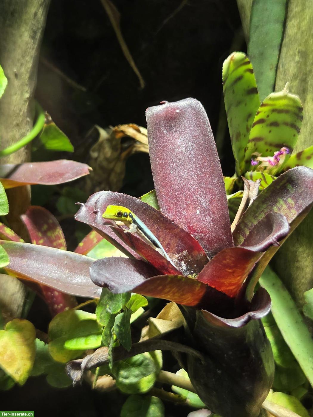 Bild 2: Junger Phelsuma klemmeri, weiblich