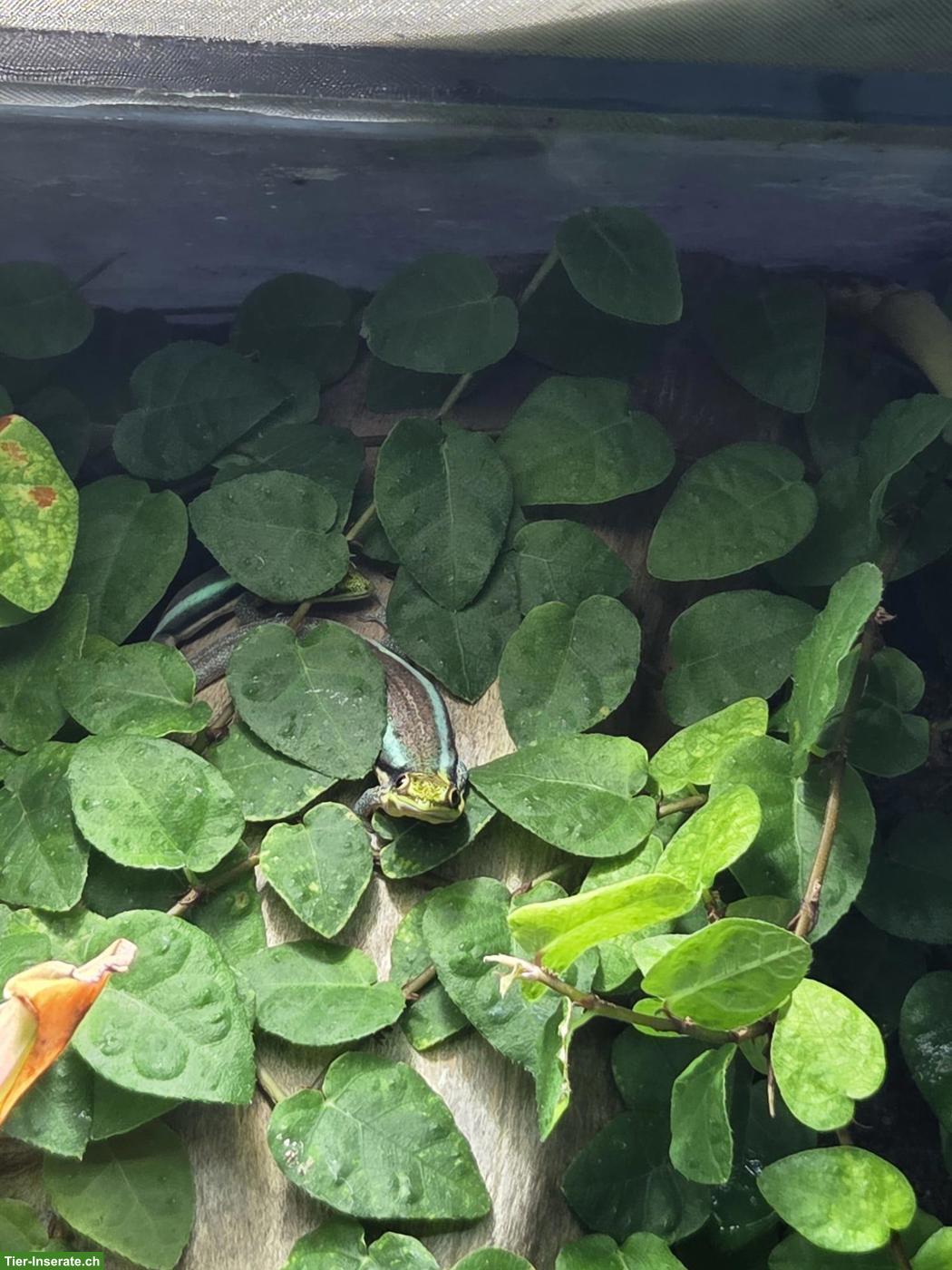 Bild 3: Junger Phelsuma klemmeri, weiblich