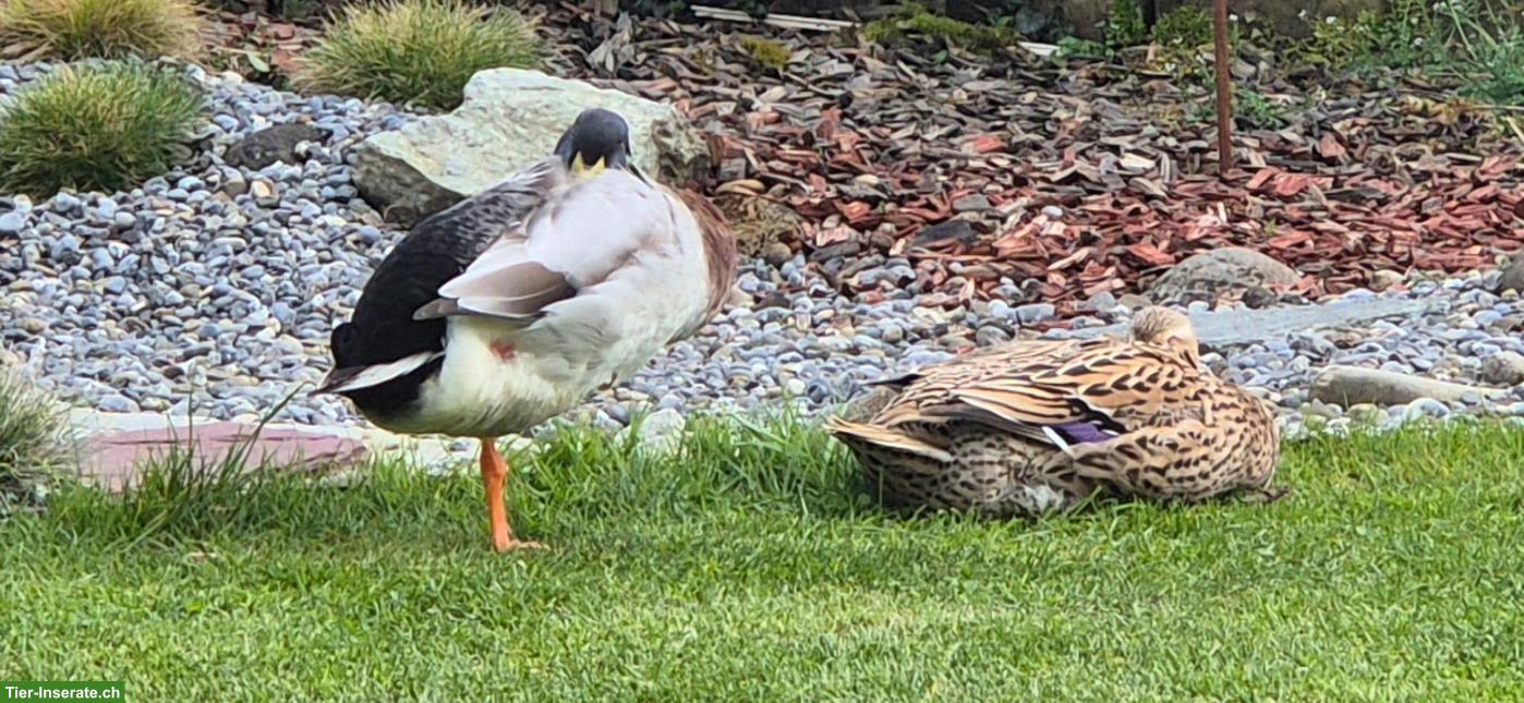 Bild 2: Laufenten Paar mit Stall abzugeben