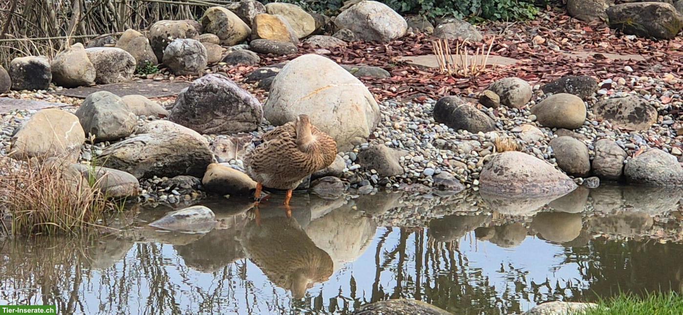 Bild 3: Laufenten Paar mit Stall abzugeben