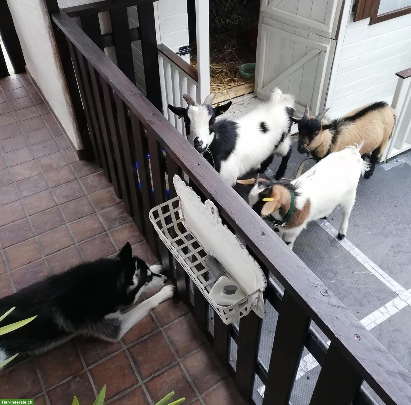 2 Zwergziegen Böcke, kastriert, mit Stall