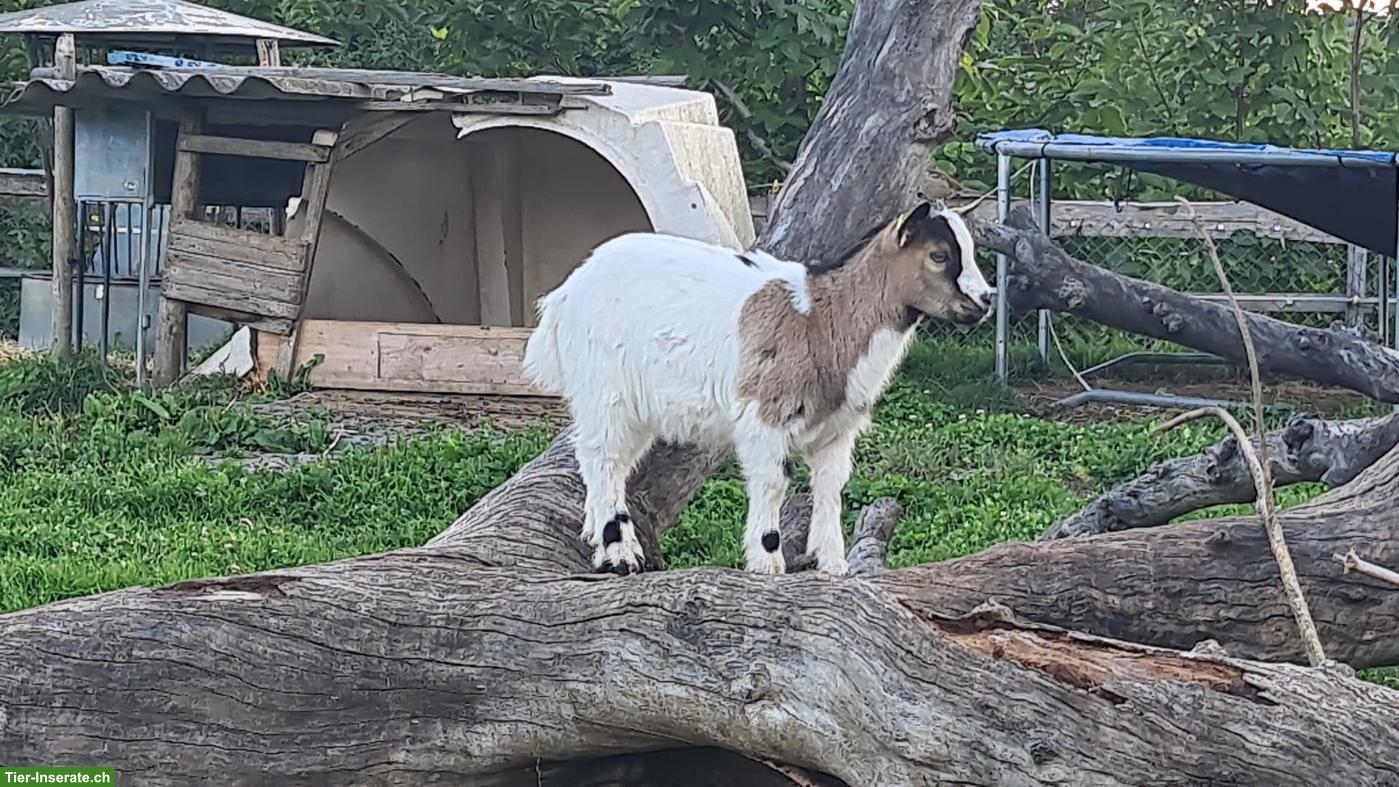 Bild 2: 2 Zwergziegen Böcke, kastriert, mit Stall
