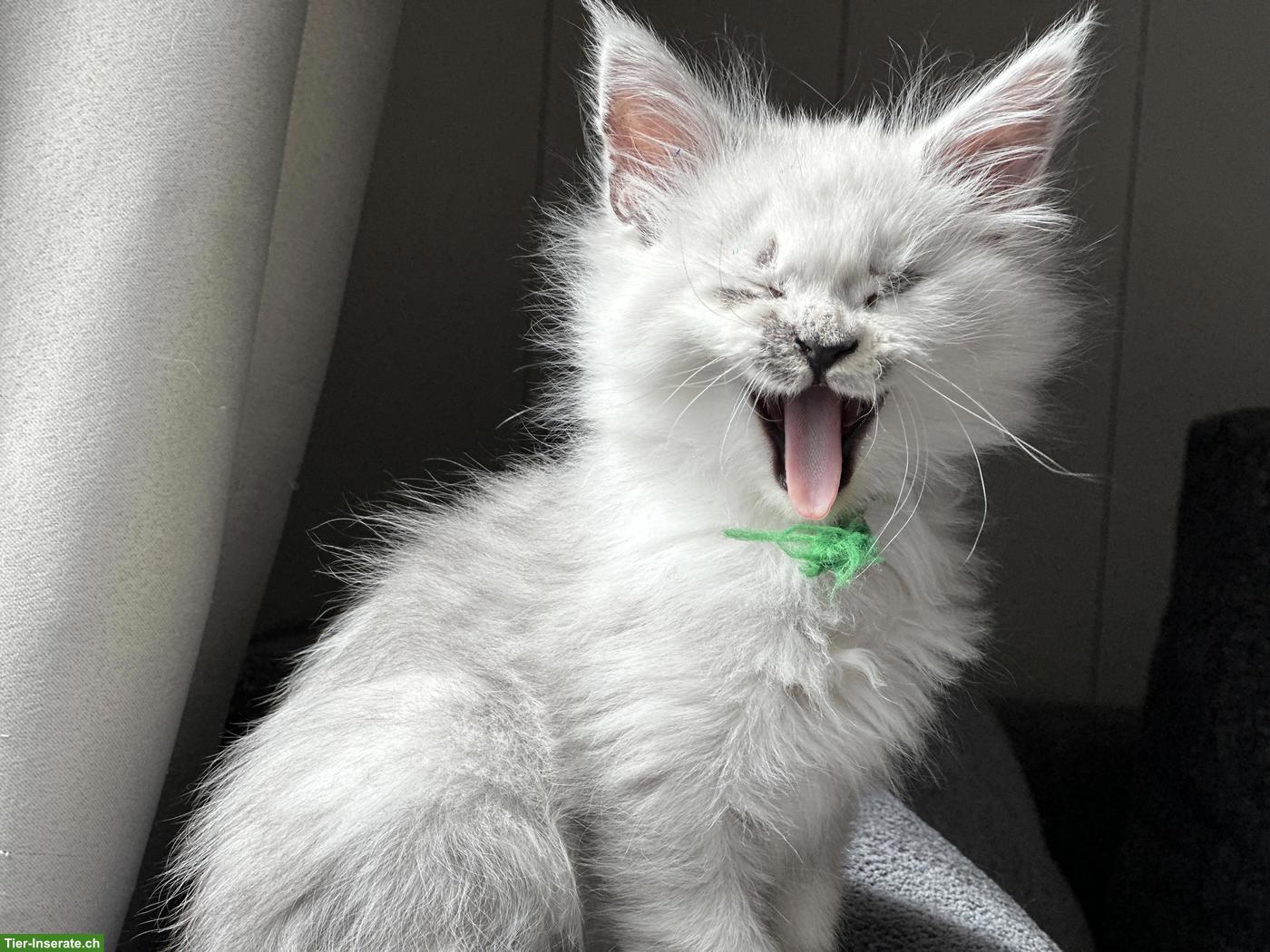 Maine Coon Kitten Blue Silver Shaded mit Stammbaum