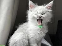 Maine Coon Kitten Blue Silver Shaded mit Stammbaum