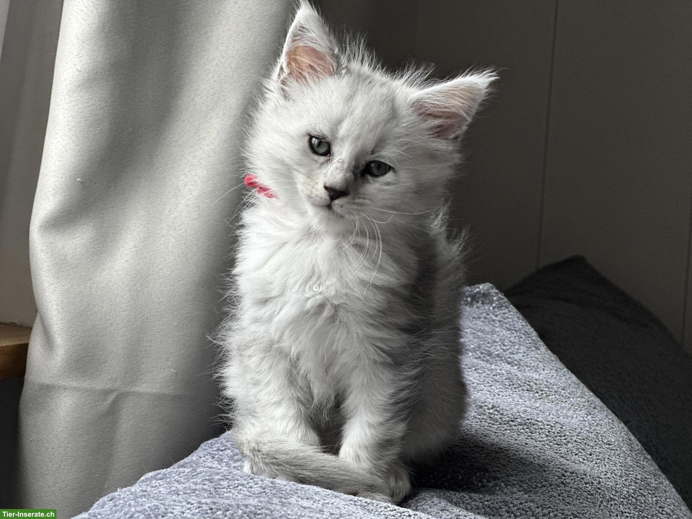 Bild 2: Maine Coon Kitten Blue Silver Shaded mit Stammbaum