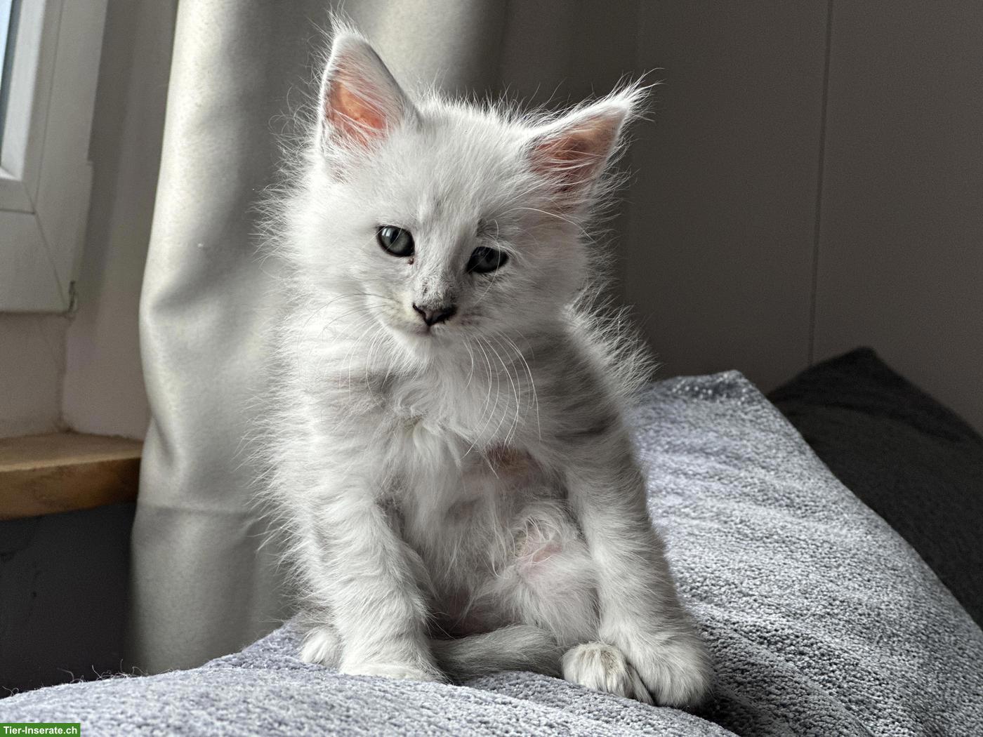 Bild 3: Maine Coon Kitten Blue Silver Shaded mit Stammbaum