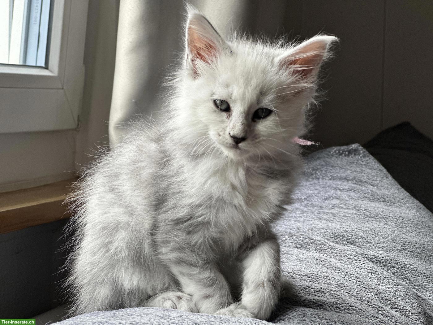 Bild 4: Maine Coon Kitten Blue Silver Shaded mit Stammbaum
