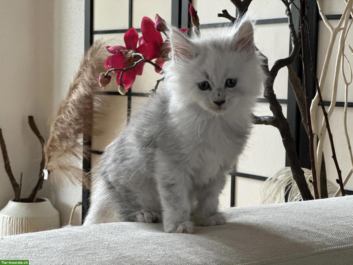 Bild 5: Maine Coon Kitten Blue Silver Shaded mit Stammbaum